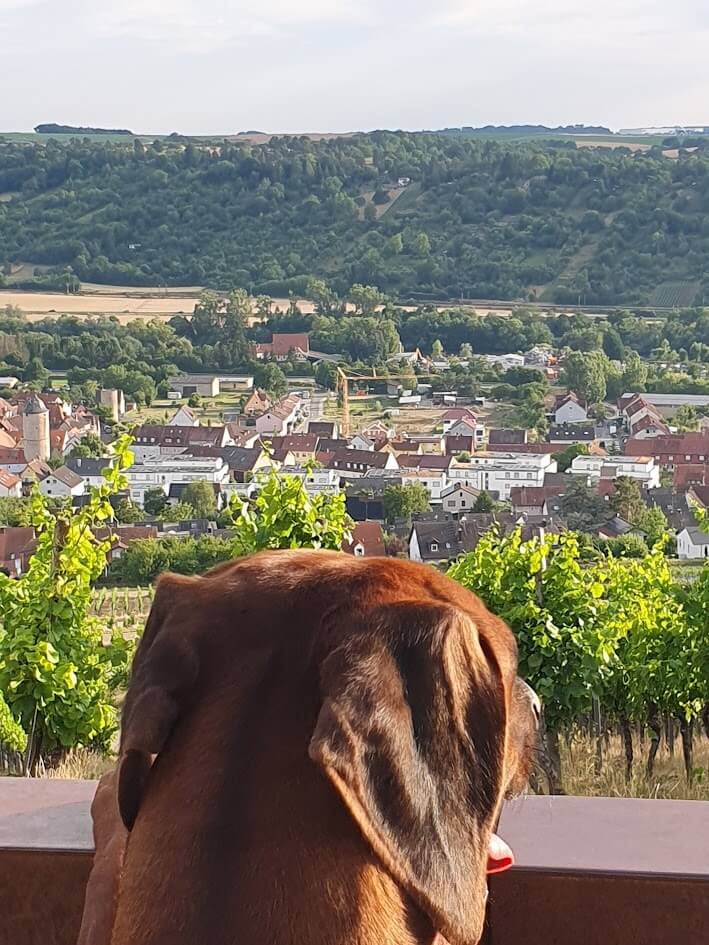 Hund von hinten mit Blick auf Eibelstadt